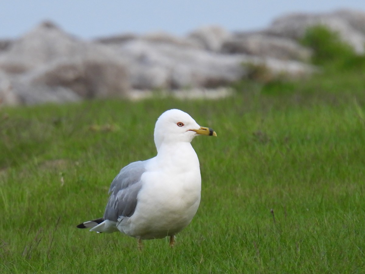 Ring-billed Gull - ML576565881