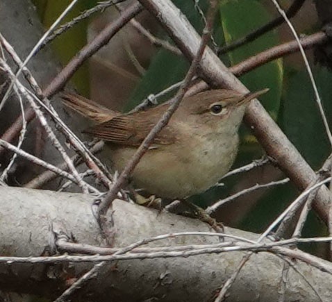 Marsh Warbler - ML576566131