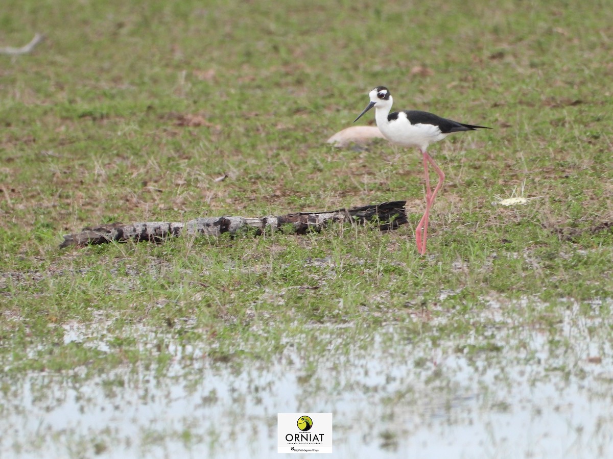 Black-necked Stilt - Pablo Cesar Lagares Ortega