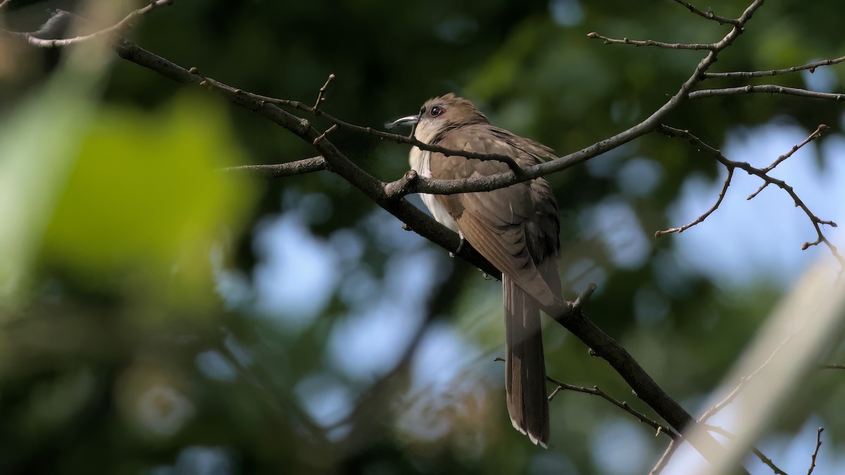 Black-billed Cuckoo - ML576566631