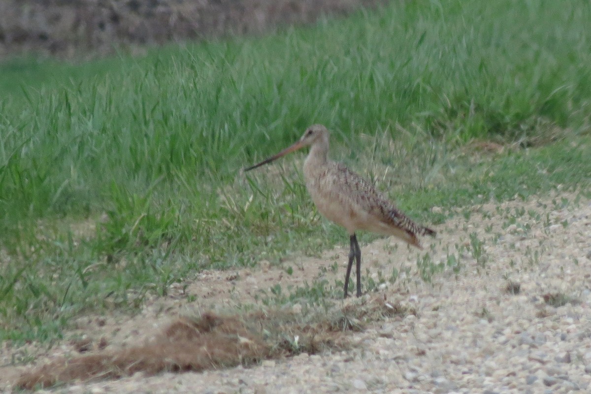 Marbled Godwit - ML576566671