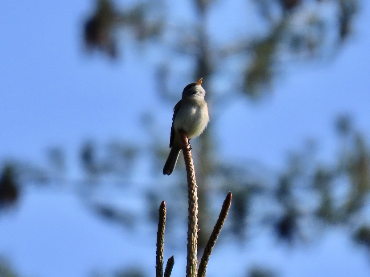 tyranovec vrbový - ML576567061