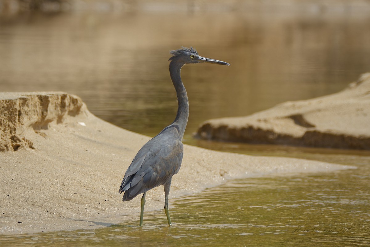 Pacific Reef-Heron - Heinrich van Zijl