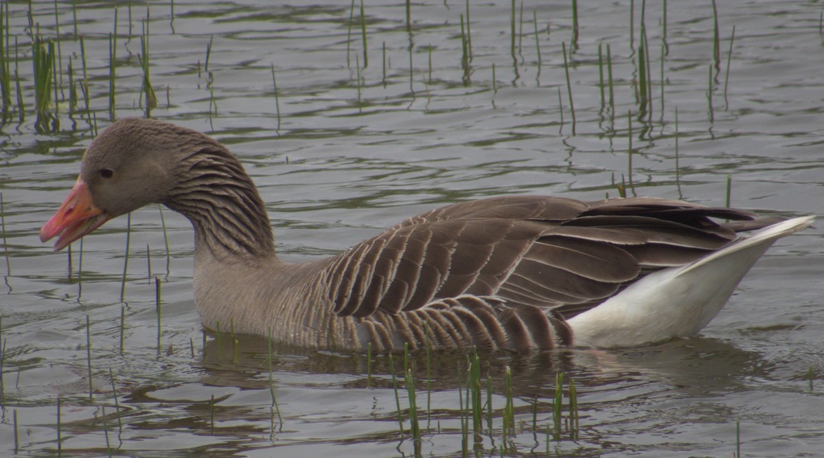 Graylag Goose - ML576568601