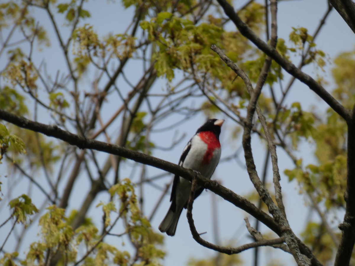 Cardinal à poitrine rose - ML576570631