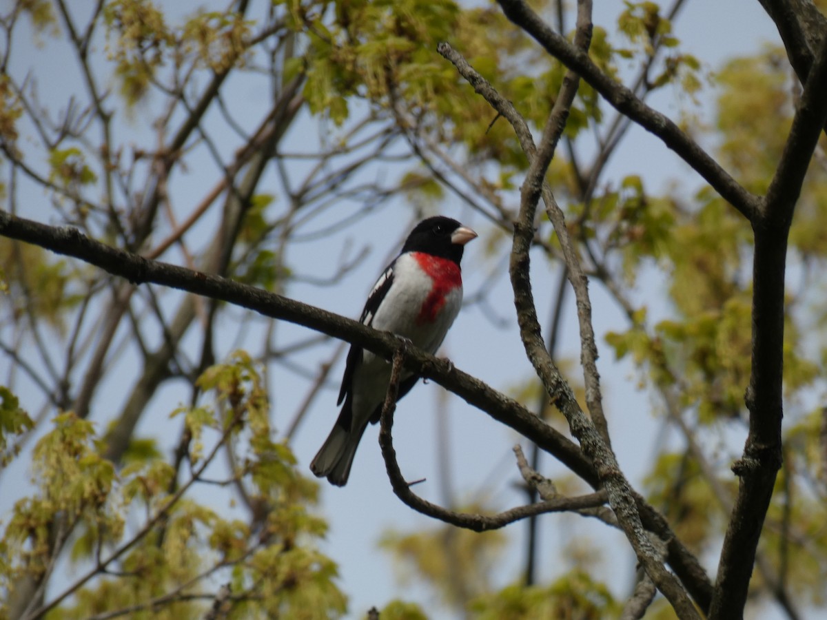 Rose-breasted Grosbeak - Nate Klassen