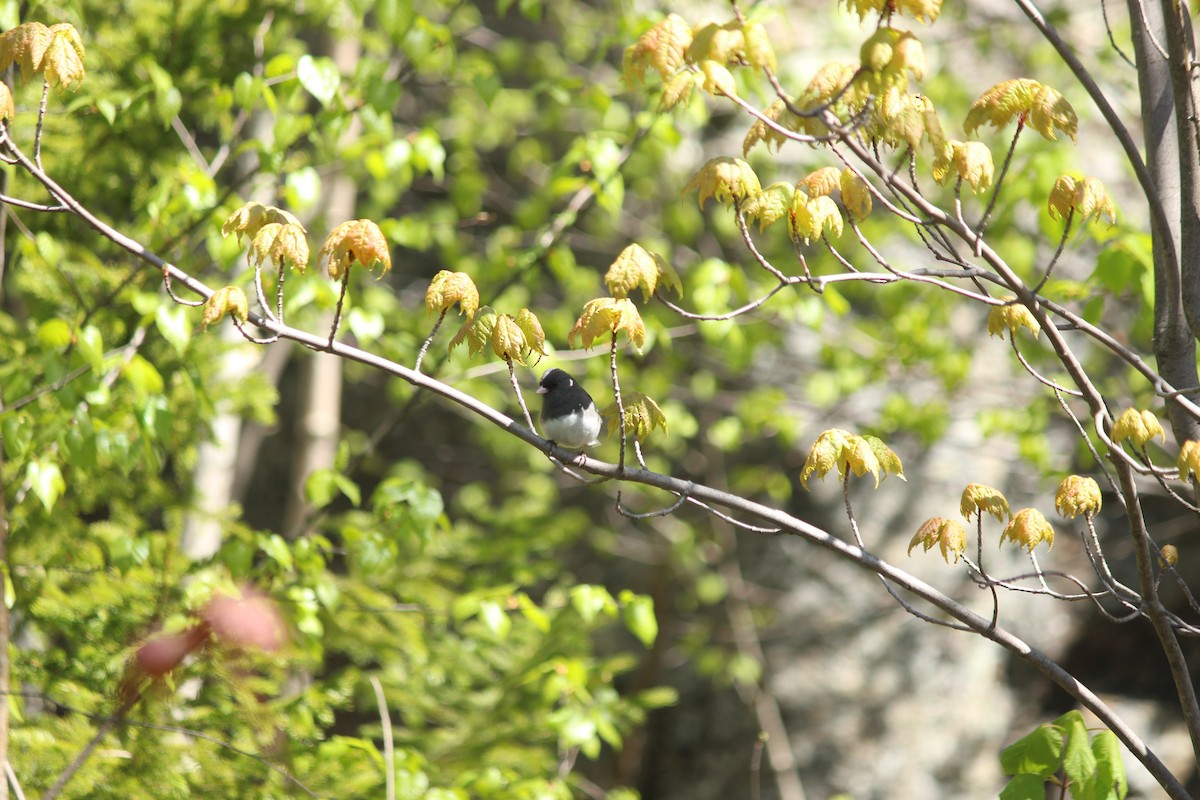 Junco ardoisé - ML576570871