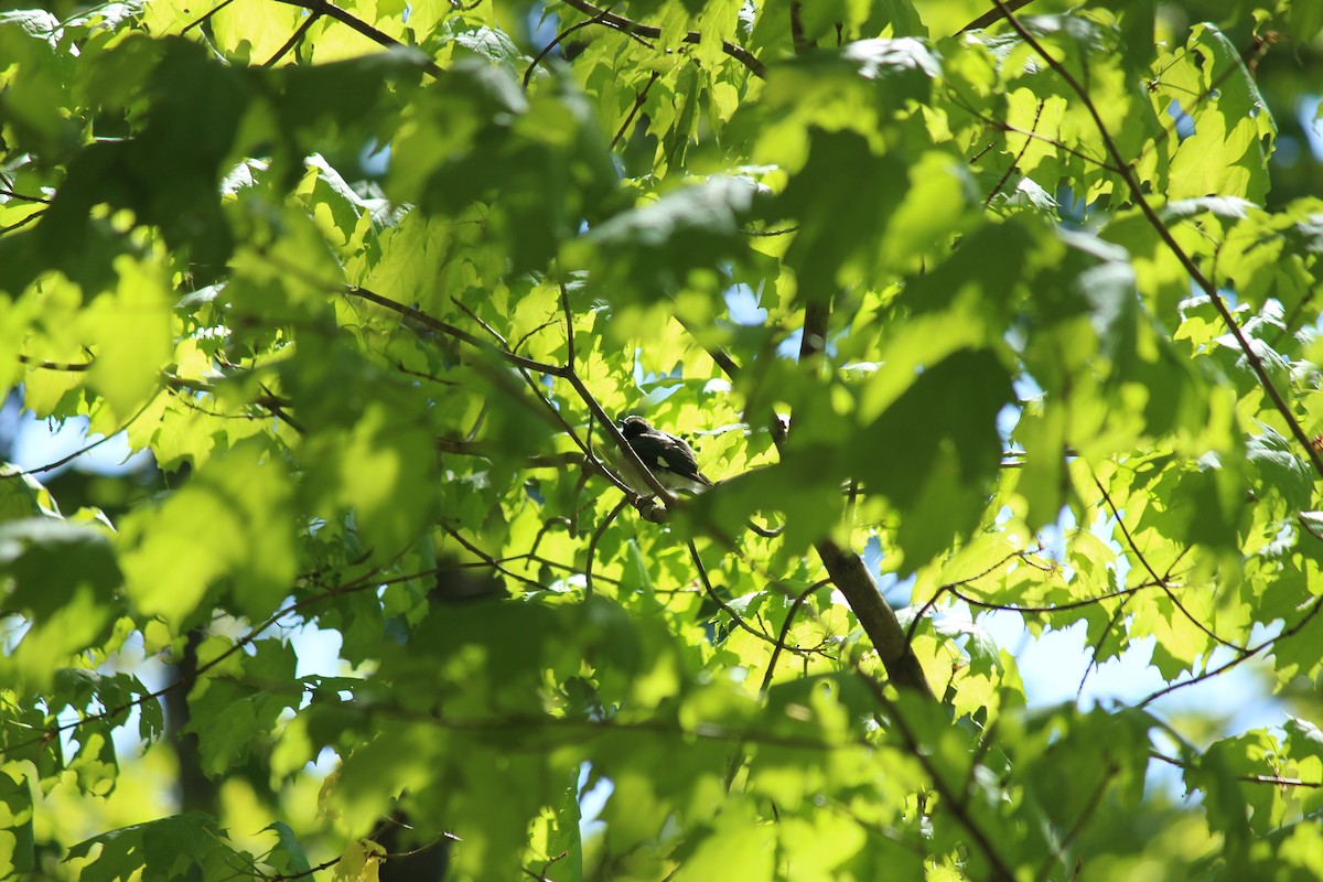 Paruline bleue - ML576571001