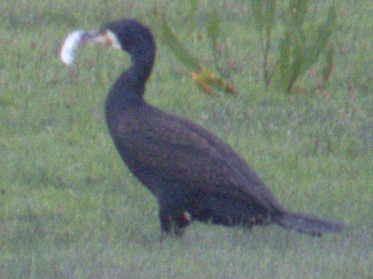 Great Cormorant - Peter Keyel