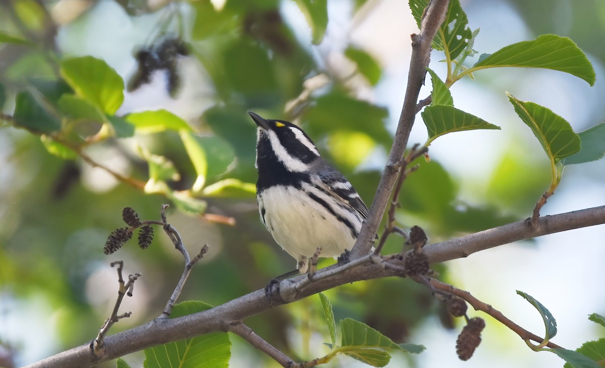 Black-throated Gray Warbler - ML576571711