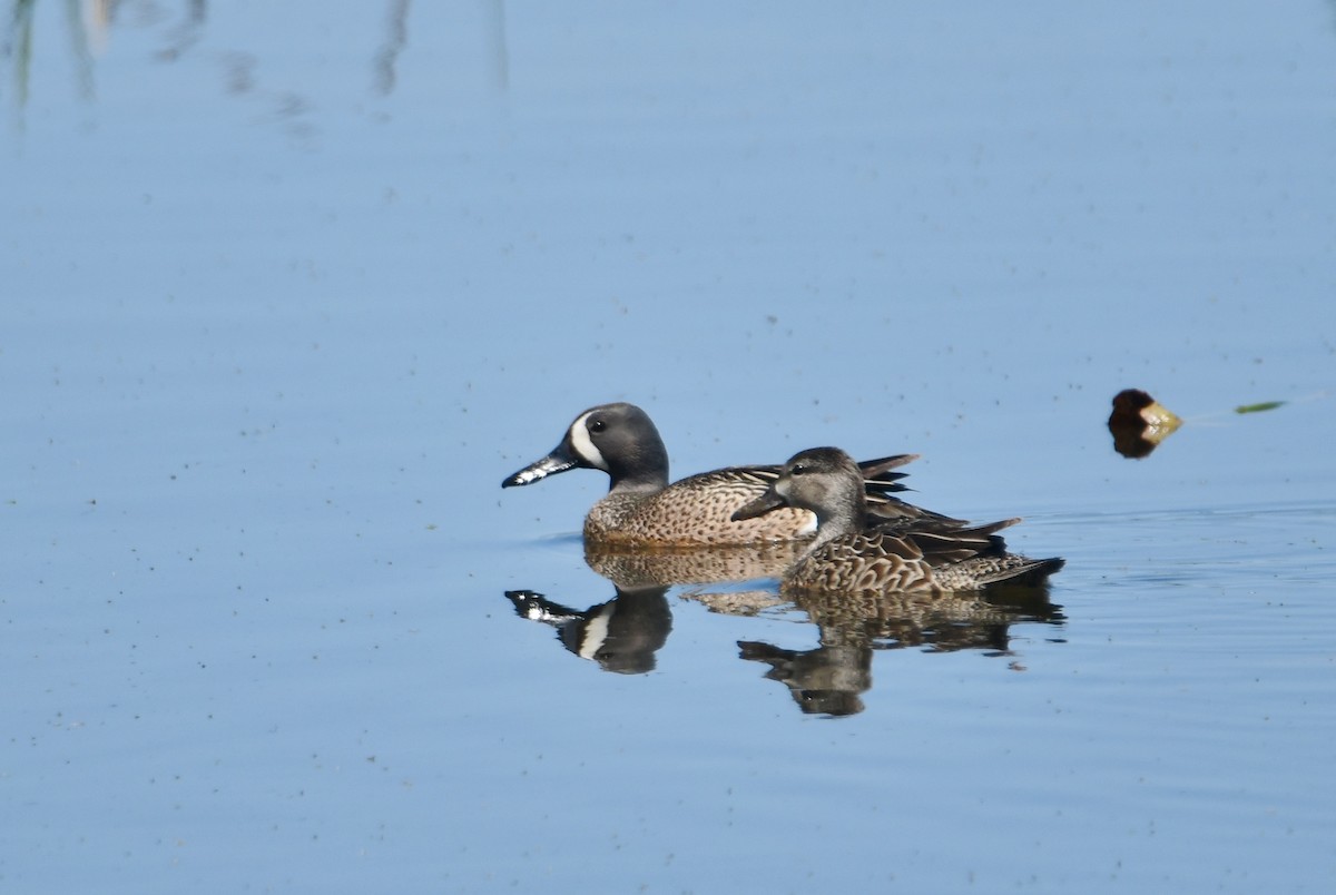 Blue-winged Teal - ML576571981