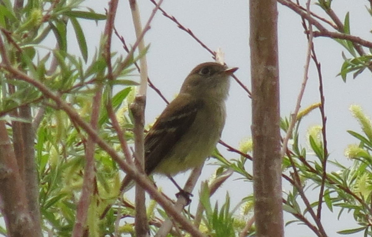 Alder/Willow Flycatcher (Traill's Flycatcher) - ML576572351