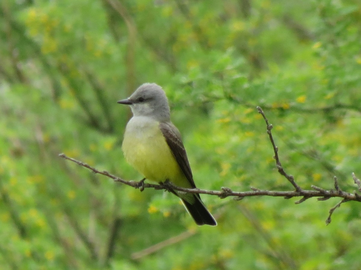 Western Kingbird - ML576572391