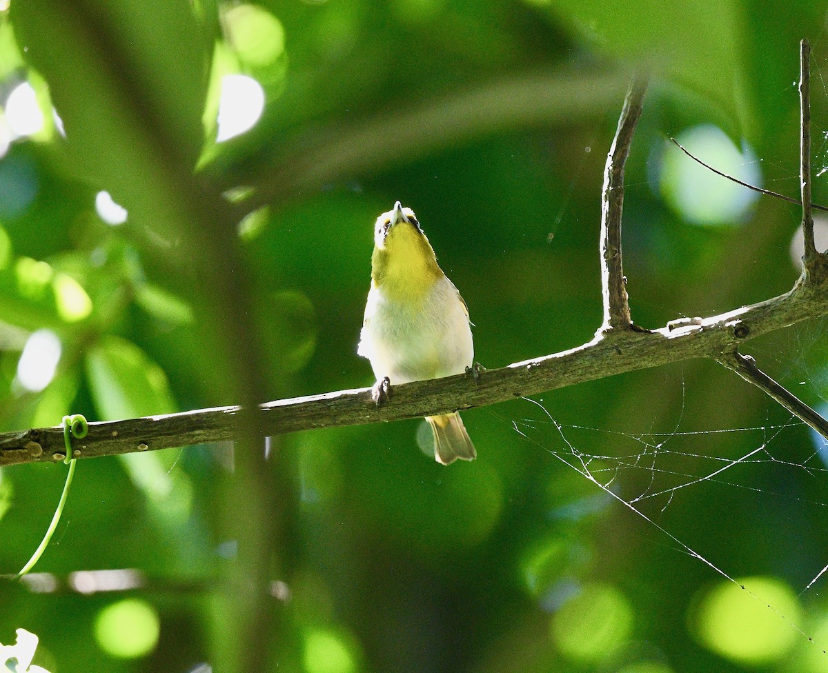 Malagasy White-eye - Win Ahrens