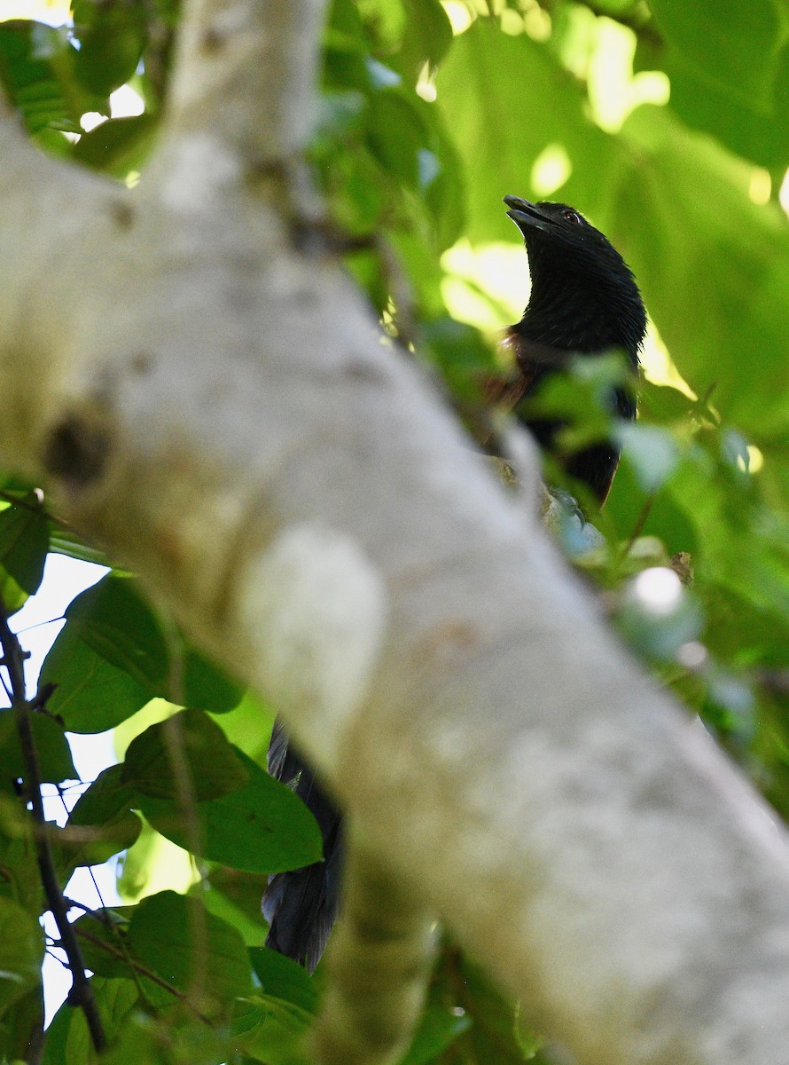 Malagasy Coucal - ML576572721