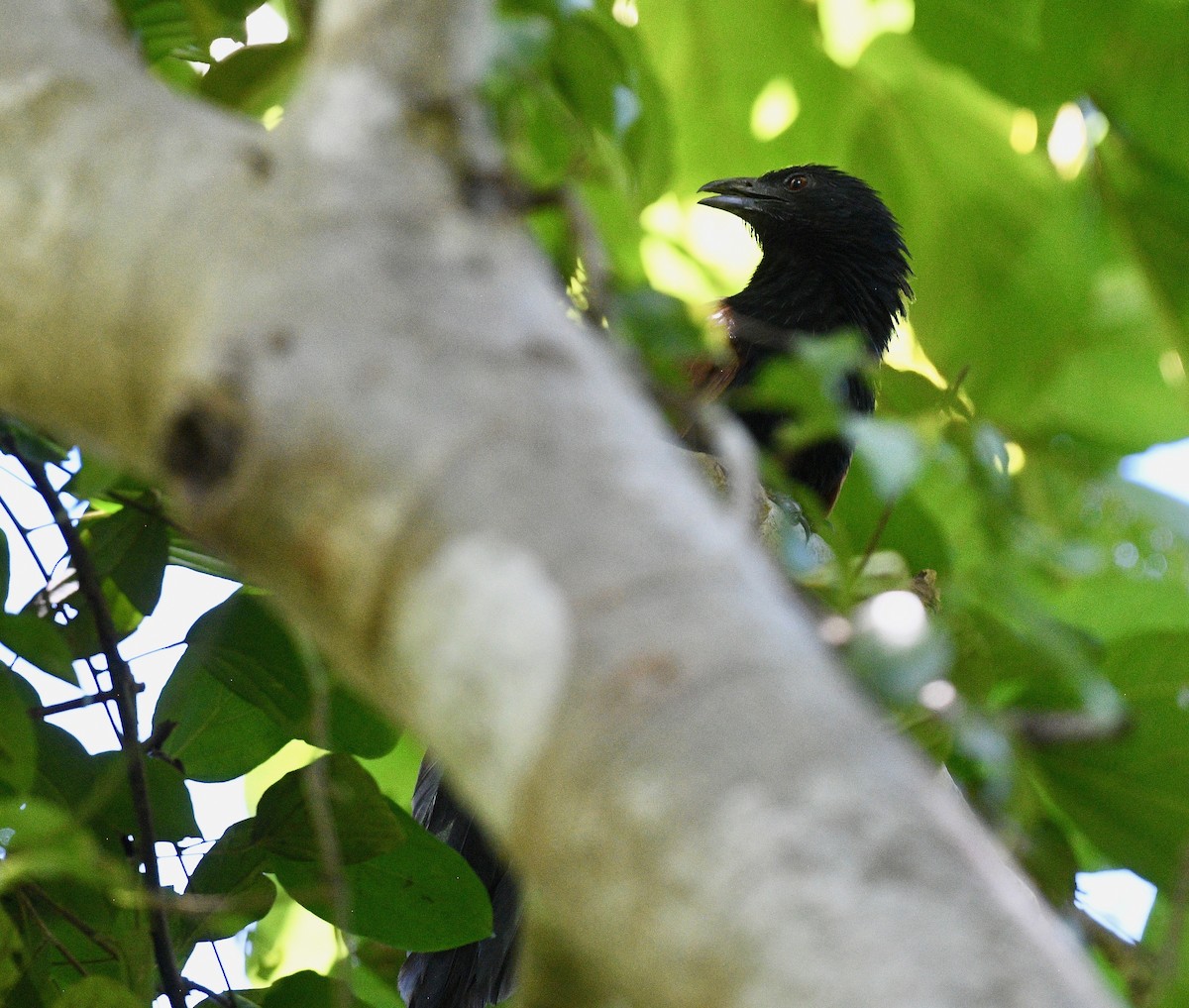 Malagasy Coucal - ML576572761