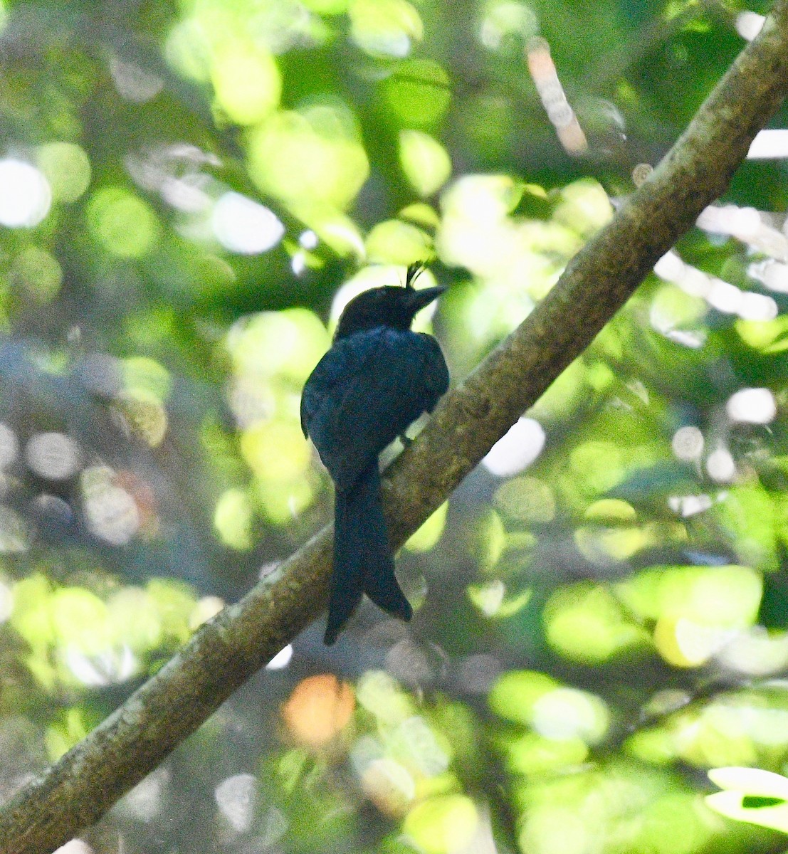 Sorguçlu Drongo - ML576573301