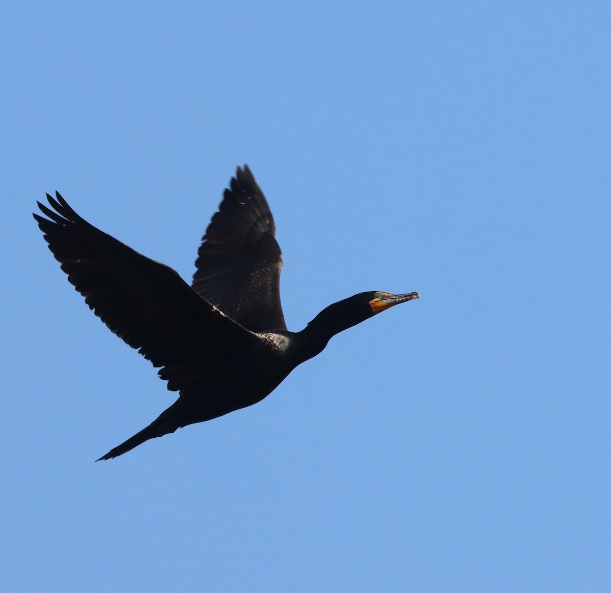 Double-crested Cormorant - ML576573411