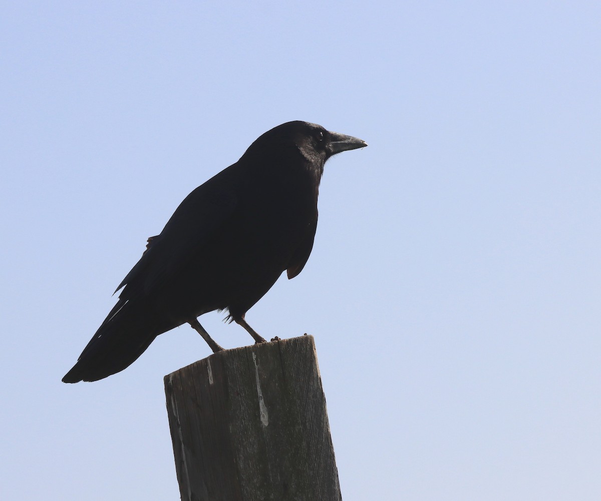 American Crow - ML576573691