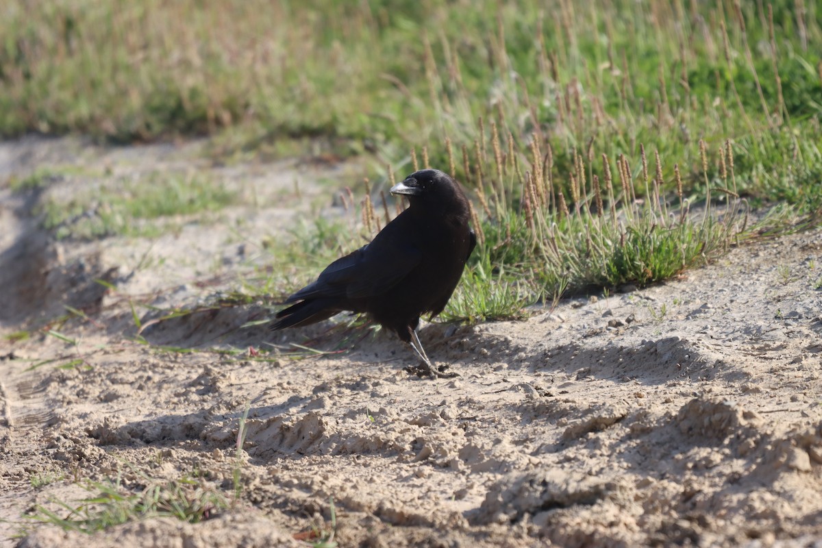 American Crow - ML576573741