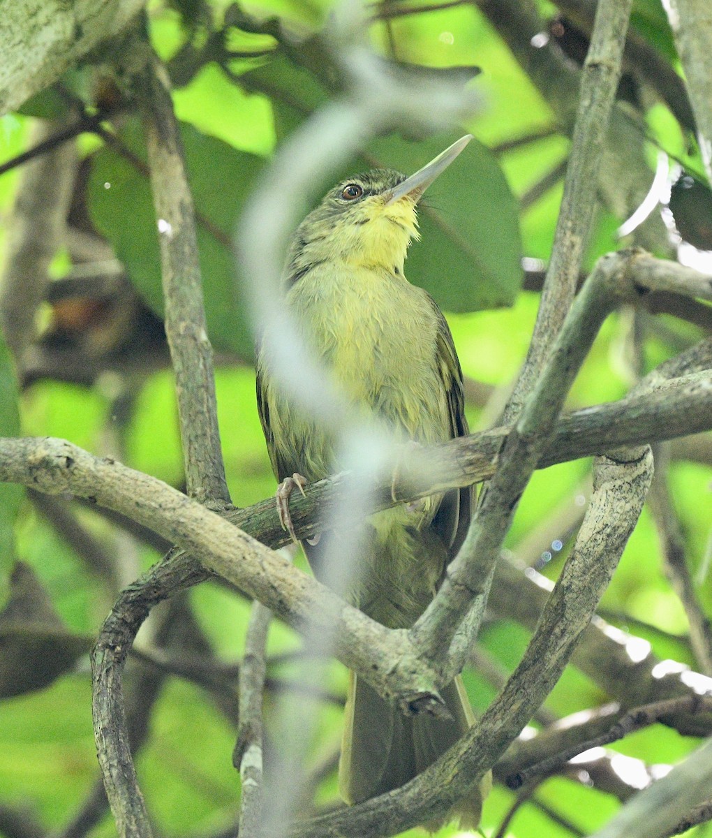 Long-billed Bernieria - ML576573931