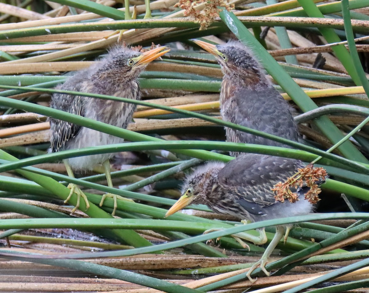 Green Heron - ML576574611