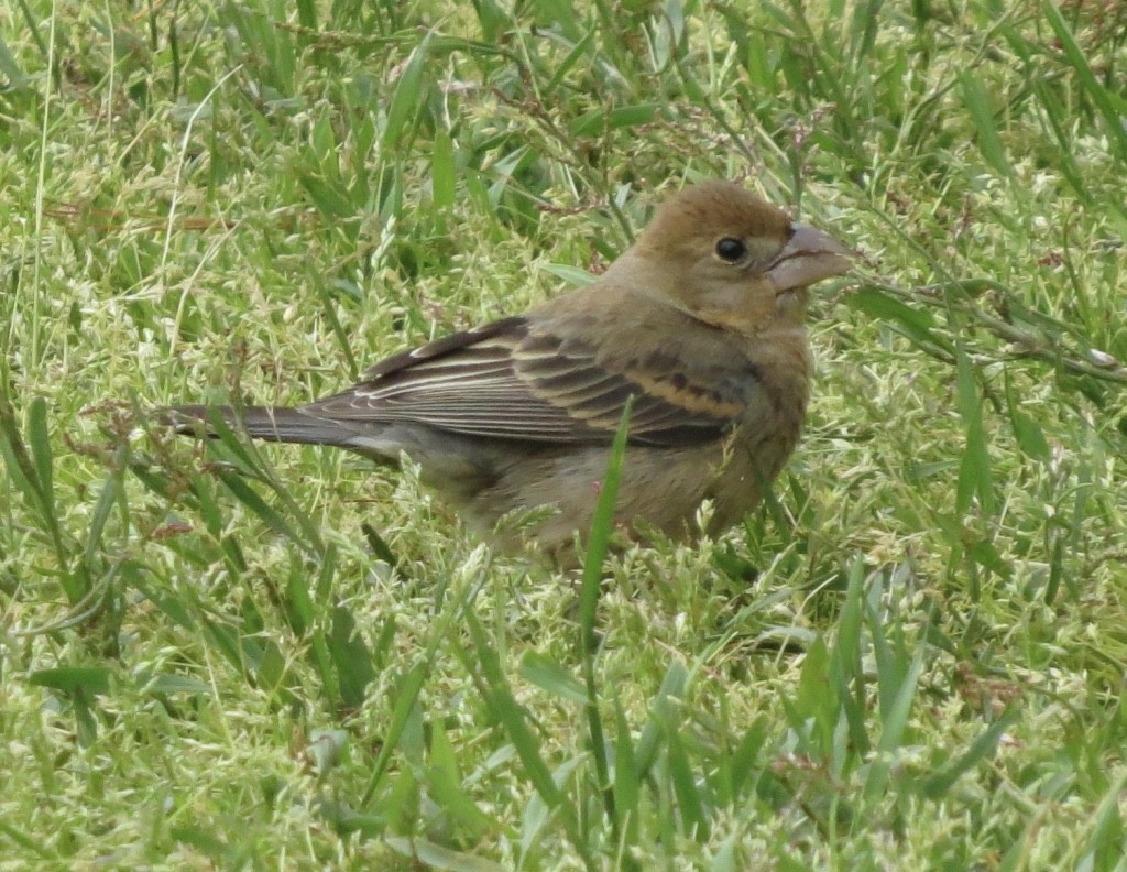 Blue Grosbeak - ML57657531