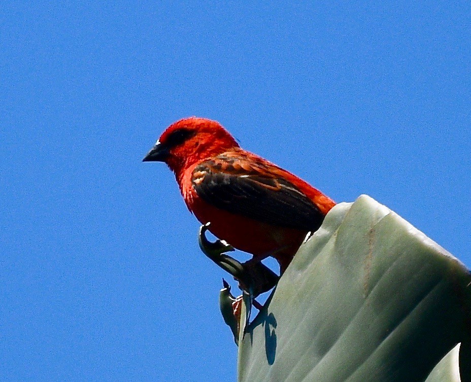 Red Fody - ML576575521