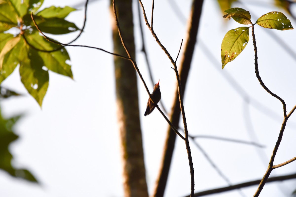 kolibřík zlatoocasý - ML576575931