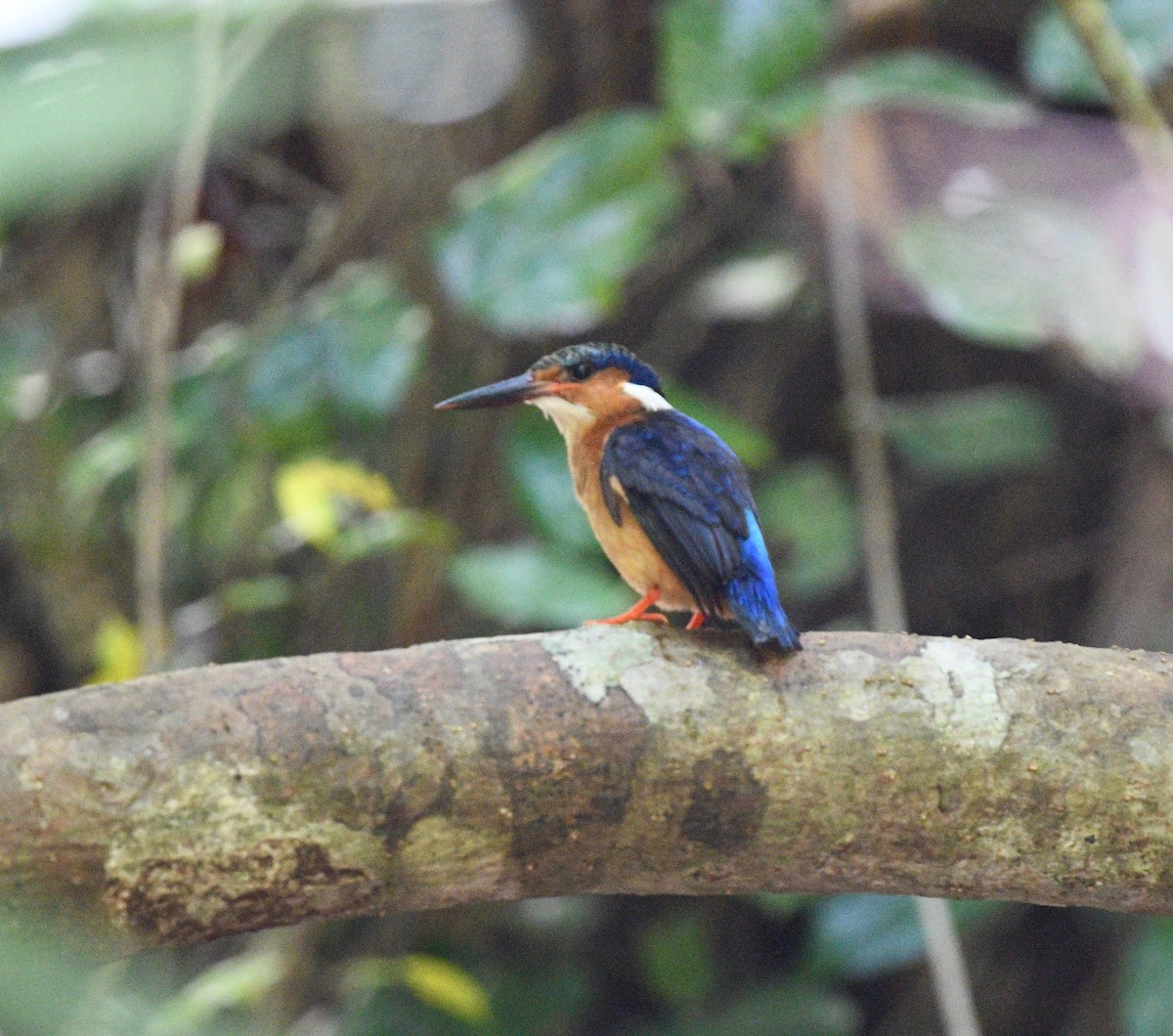 Malagasy Kingfisher - ML576576441