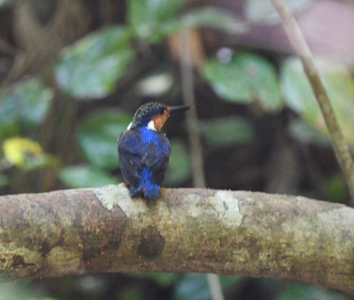 Malagasy Kingfisher - ML576576471