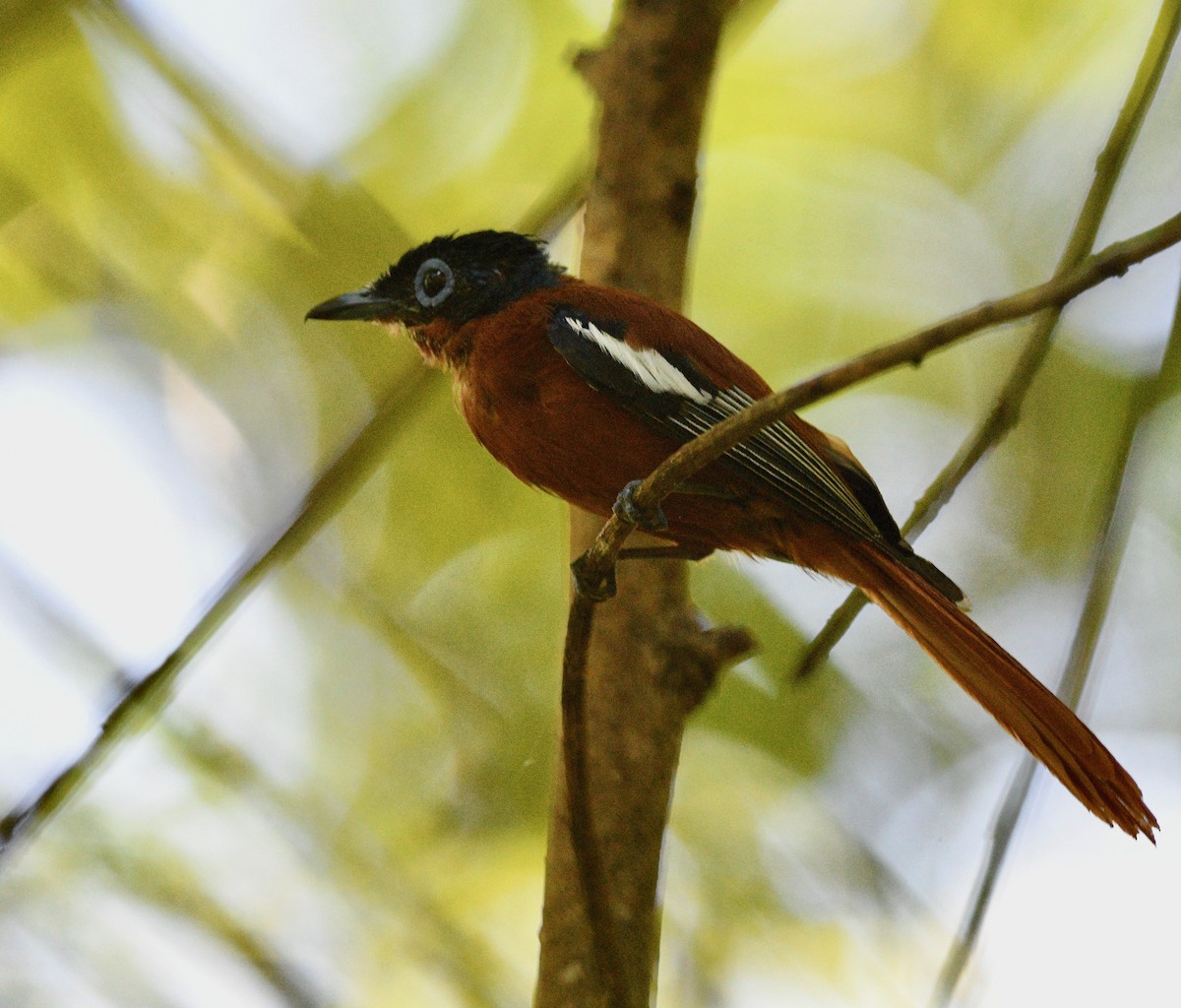 Malagasy Paradise-Flycatcher - ML576576821