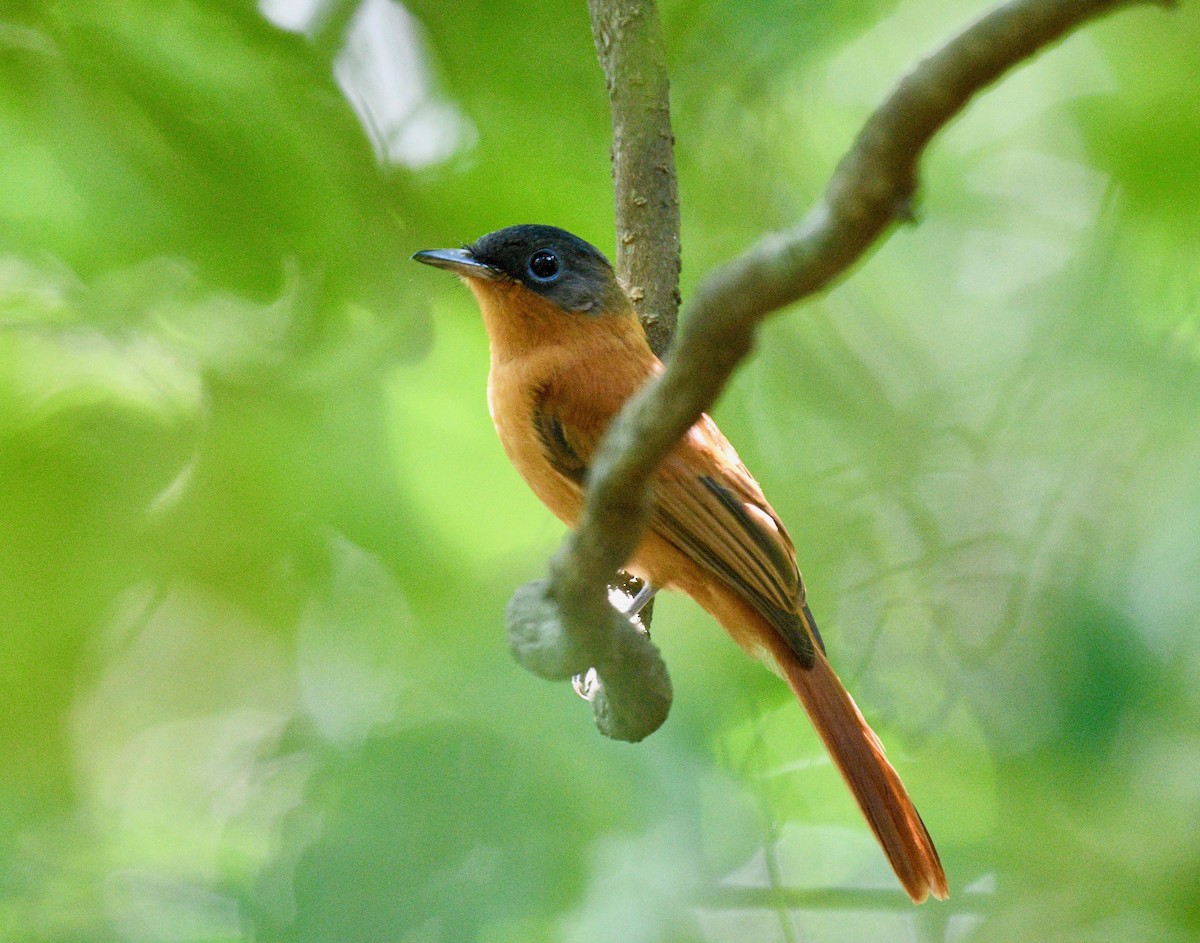 Malagasy Paradise-Flycatcher - ML576576881