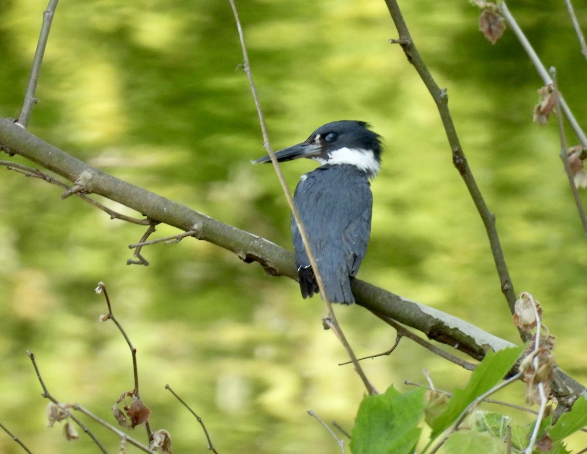 Belted Kingfisher - ML576579491