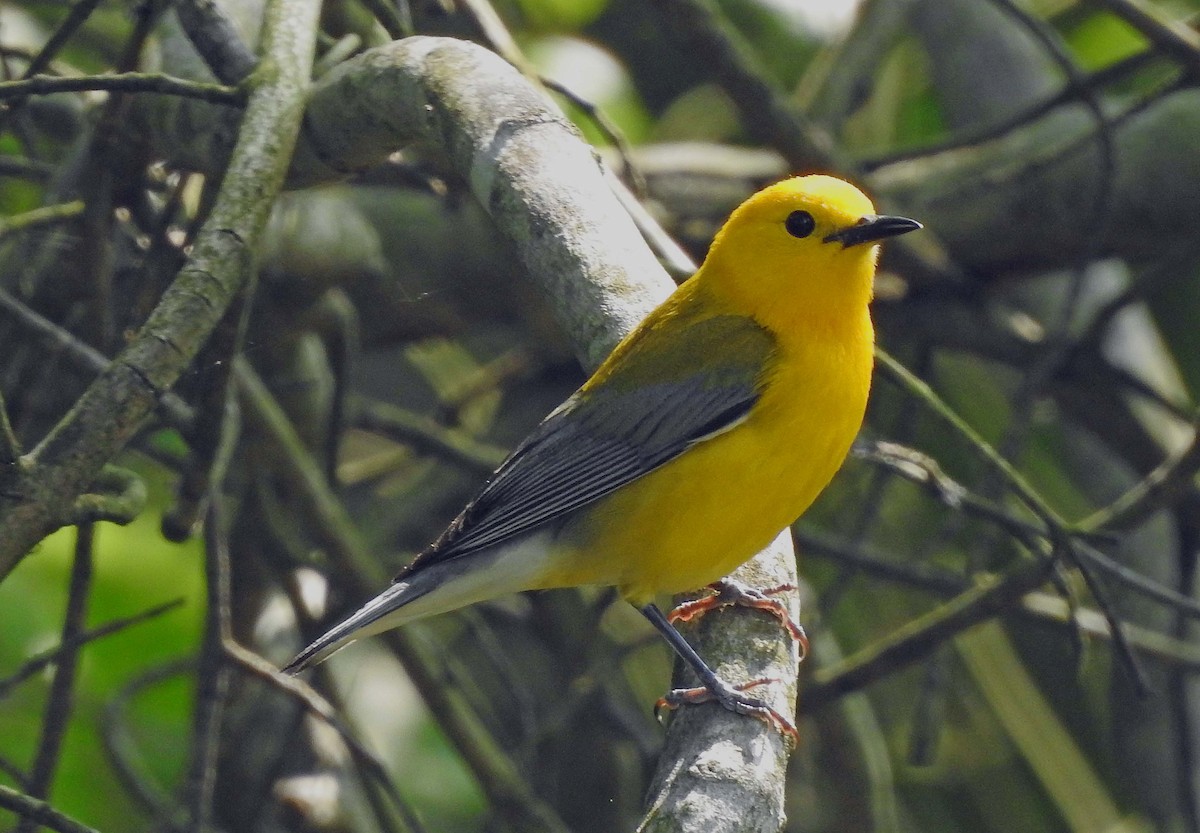 Prothonotary Warbler - ML576579891