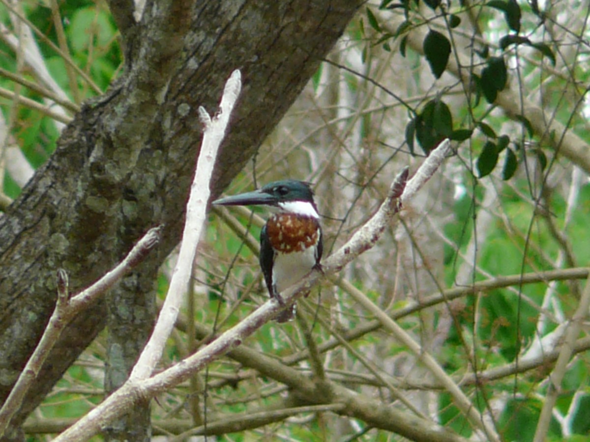 Green Kingfisher - ML576580181