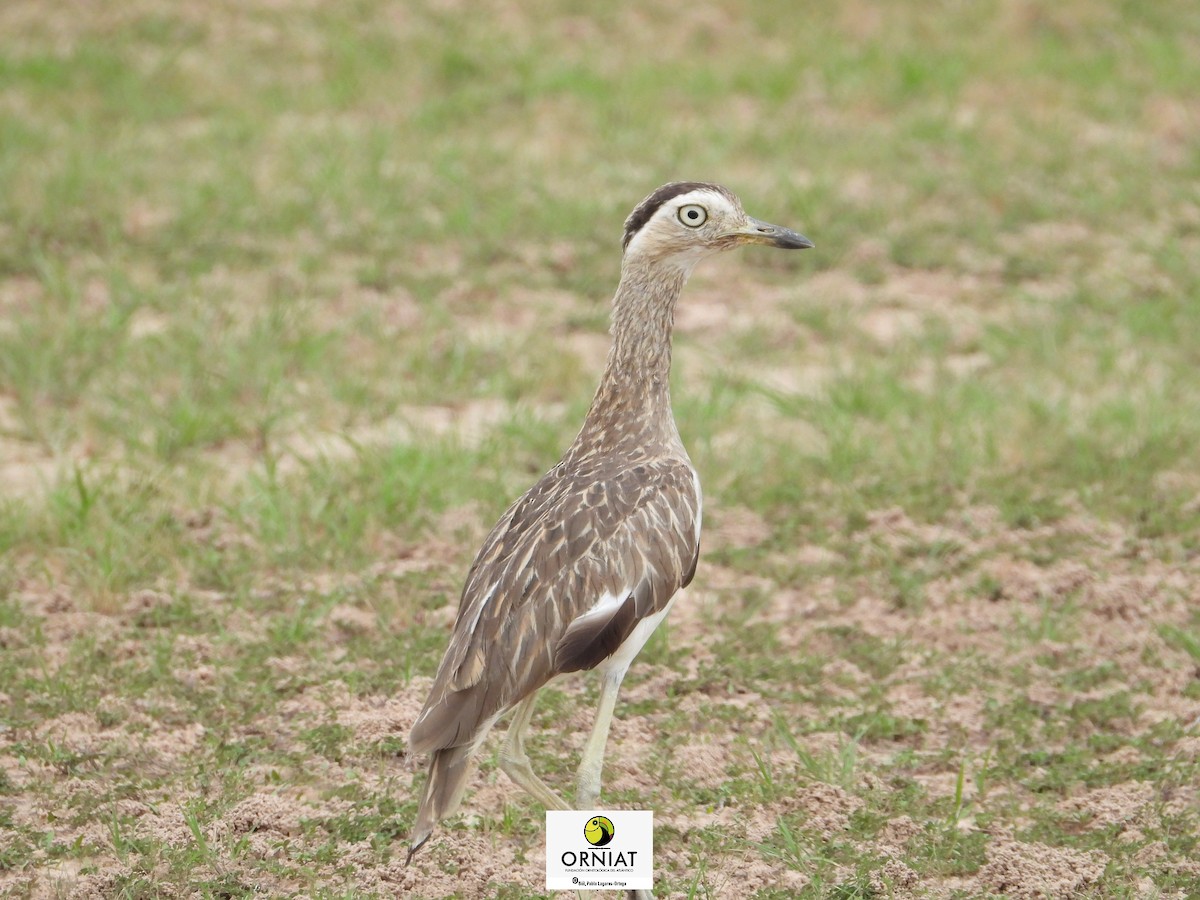 Double-striped Thick-knee - ML576581381