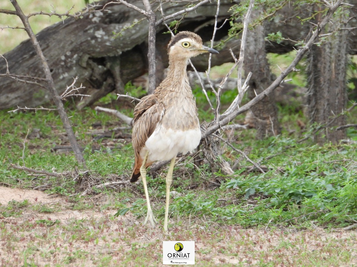 Double-striped Thick-knee - ML576581441