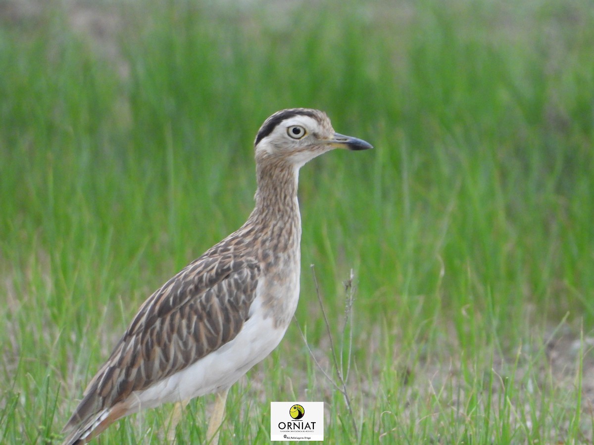 Double-striped Thick-knee - ML576581591
