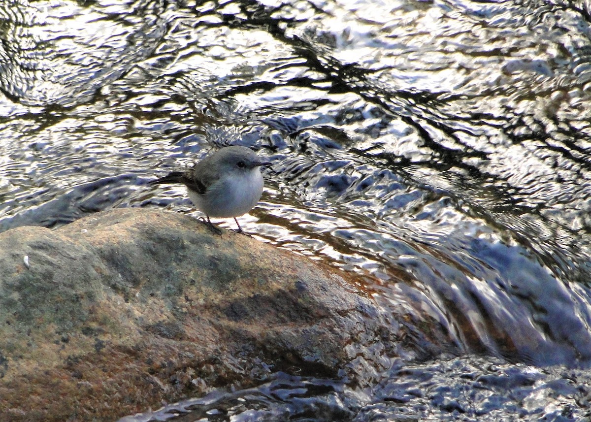 Sooty Tyrannulet - Carlos Otávio Gussoni