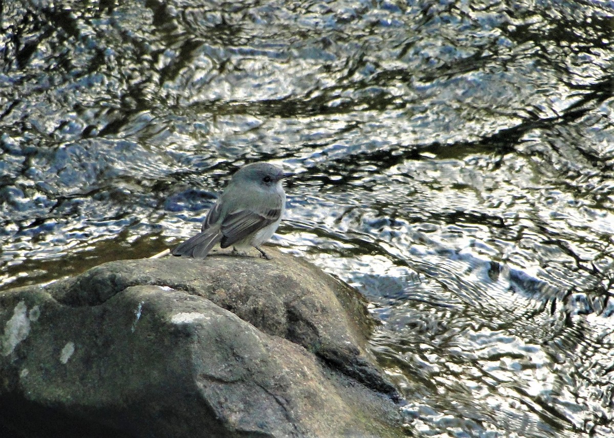 Sooty Tyrannulet - ML57658241