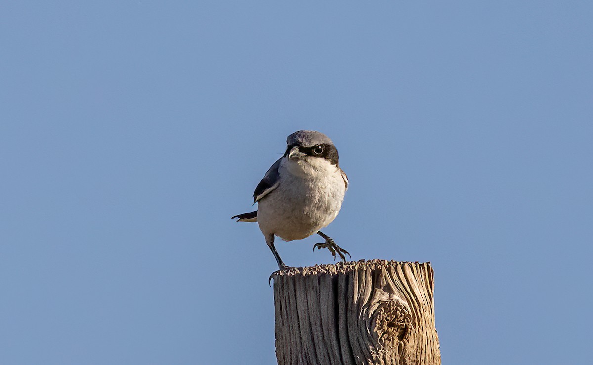 Loggerhead Shrike - ML576583241