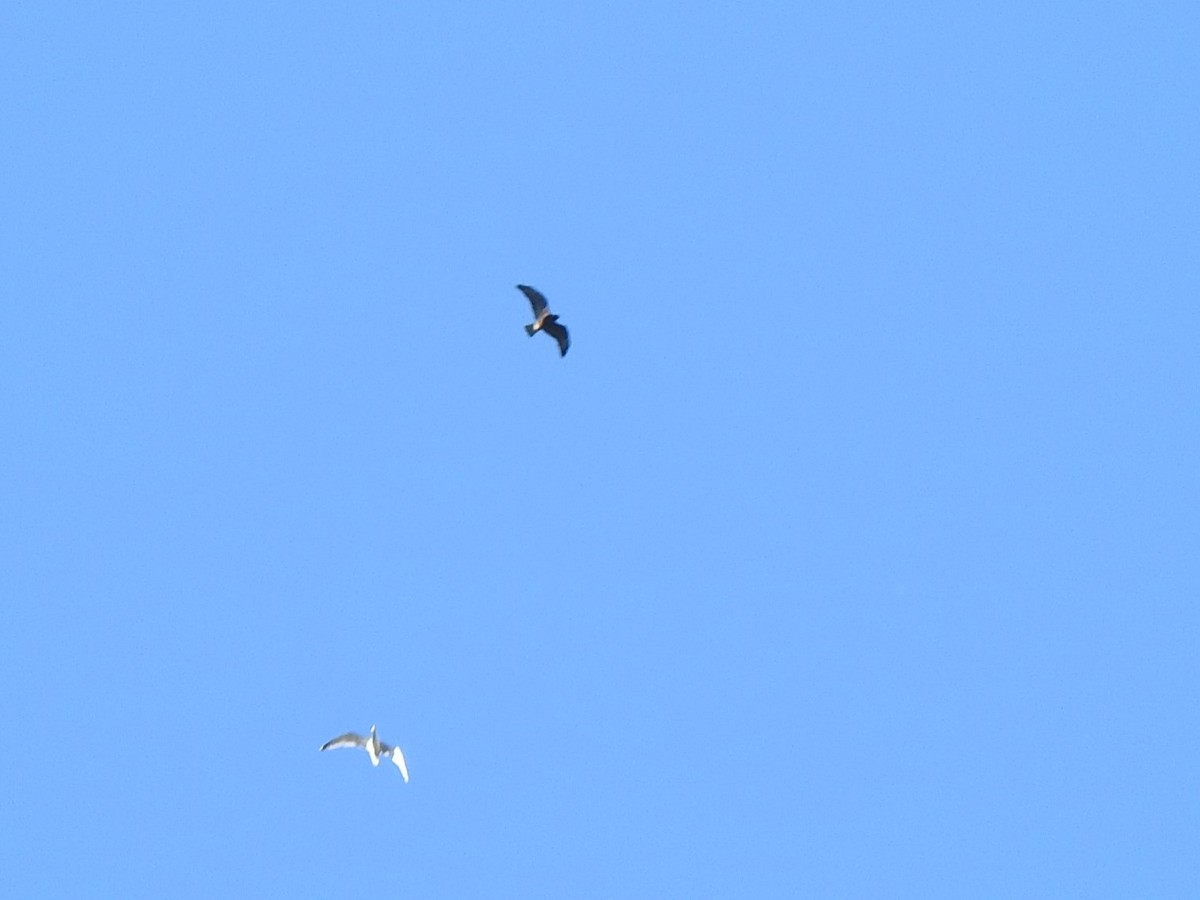 Swainson's Hawk - ML576583811