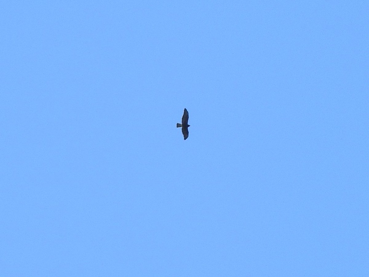 Swainson's Hawk - ML576583821