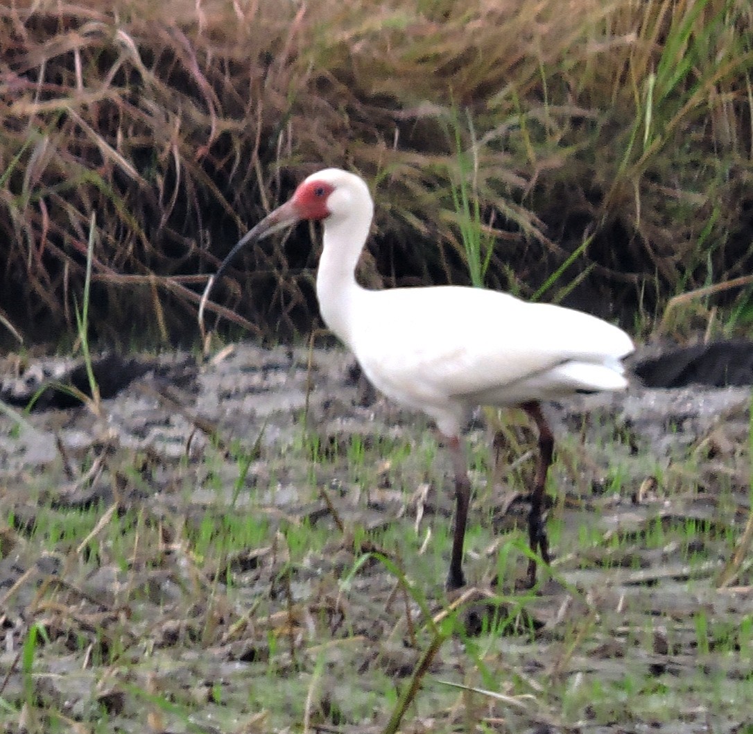 White Ibis - ML576583871