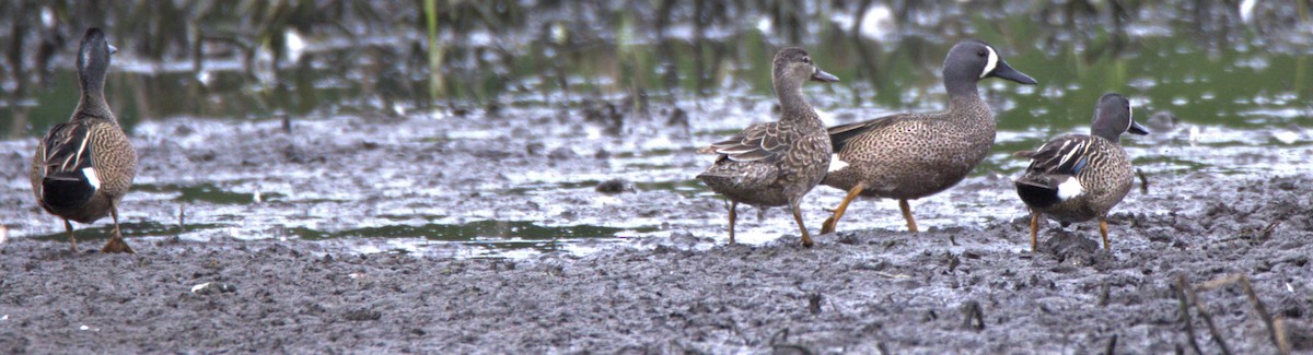 Blue-winged Teal - ML576584371