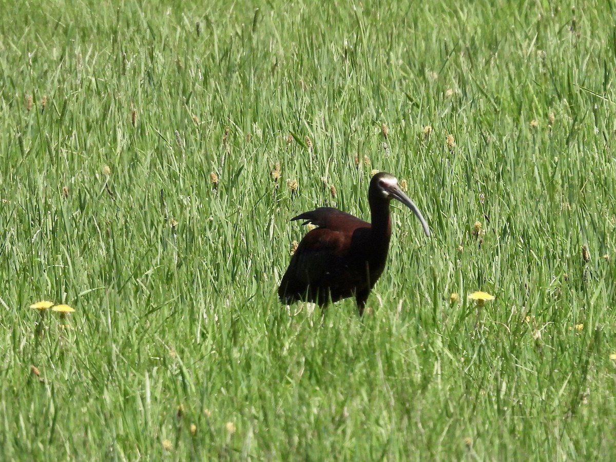 White-faced Ibis - ML576585991