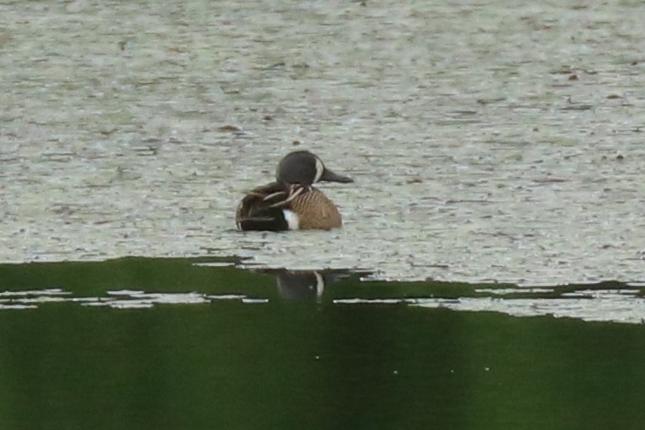 Blue-winged Teal - ML576586421