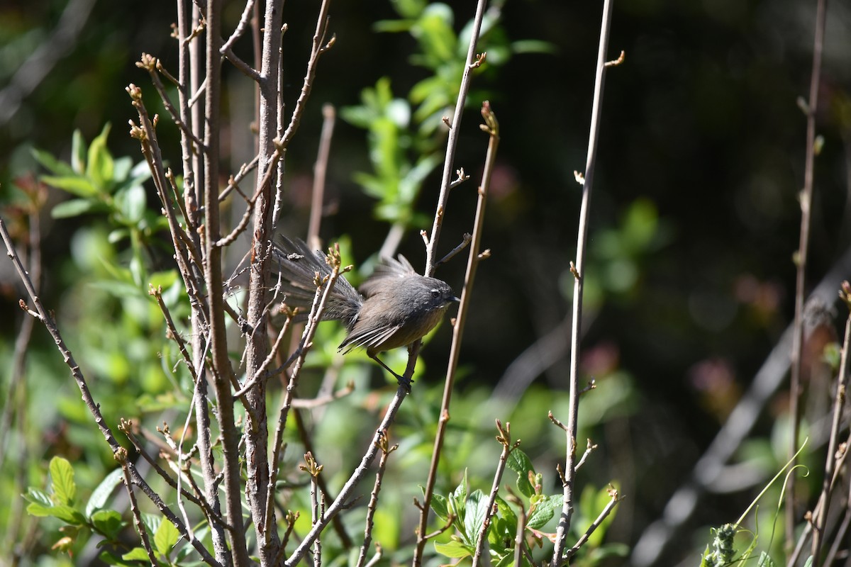 Wrentit - ML576587541