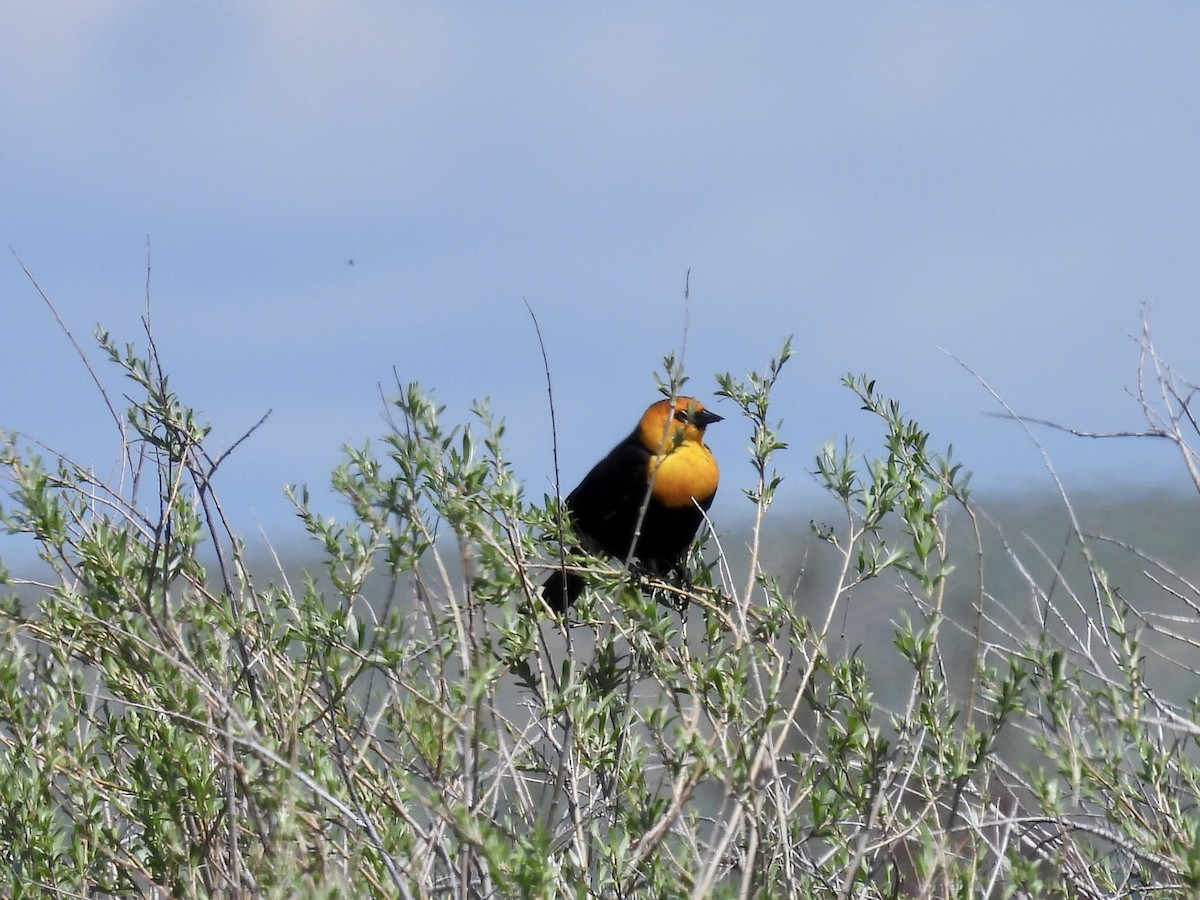 Yellow-headed Blackbird - ML576587751